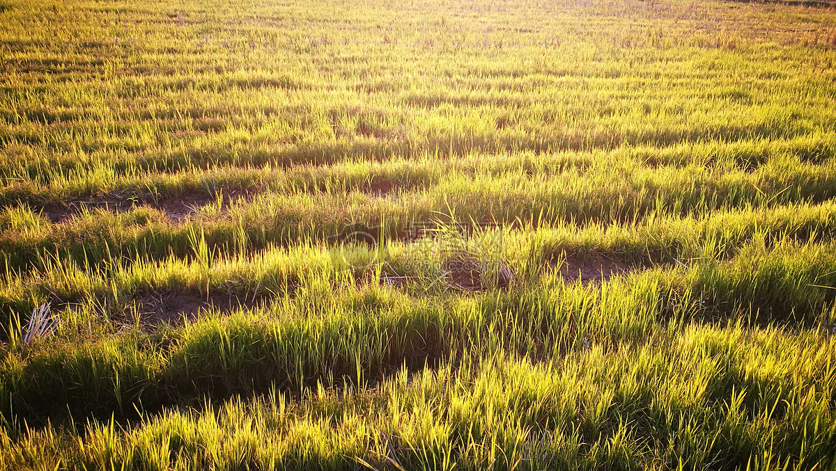 照片 自然风景 田野中发现的自然美.