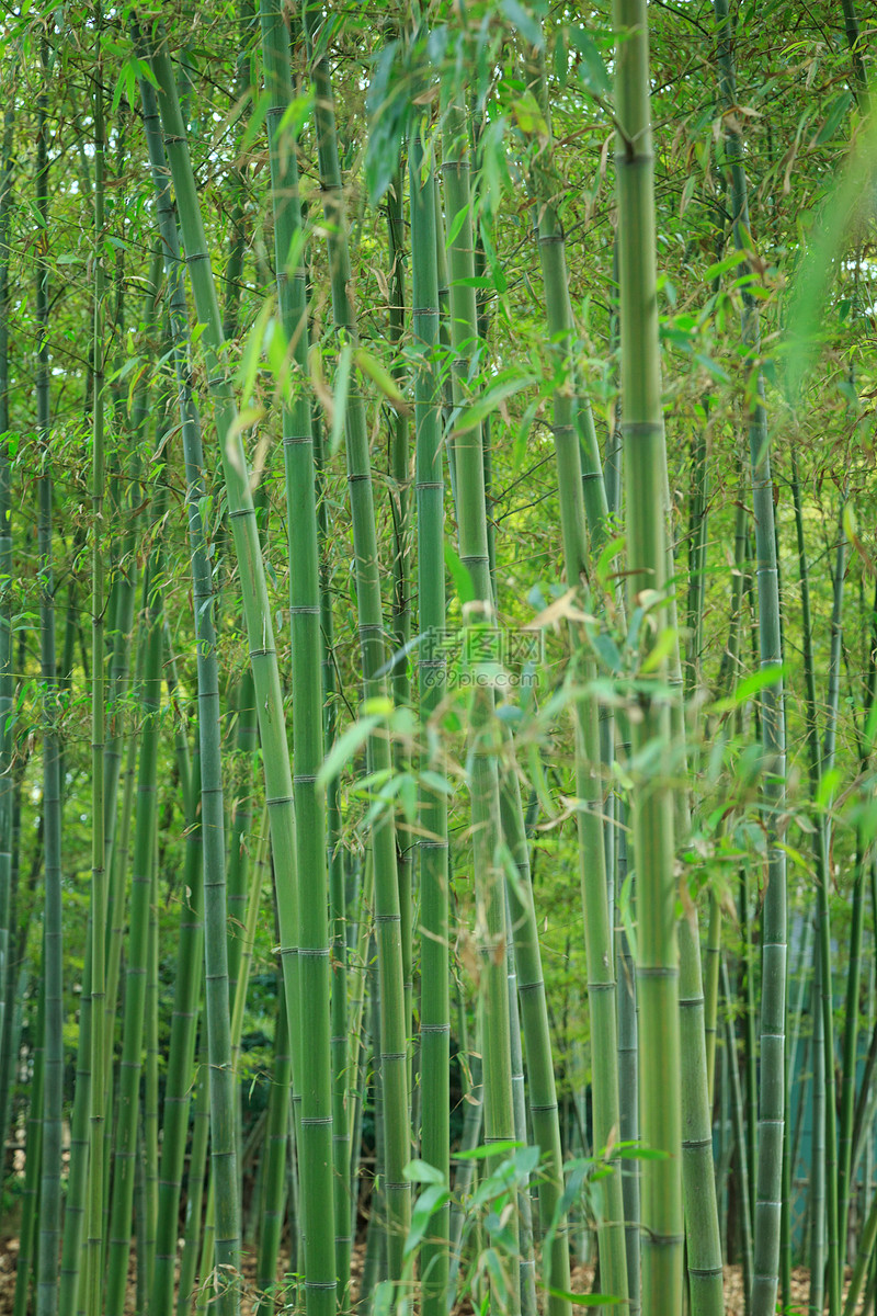 草木绿春天植物花草树木竹林