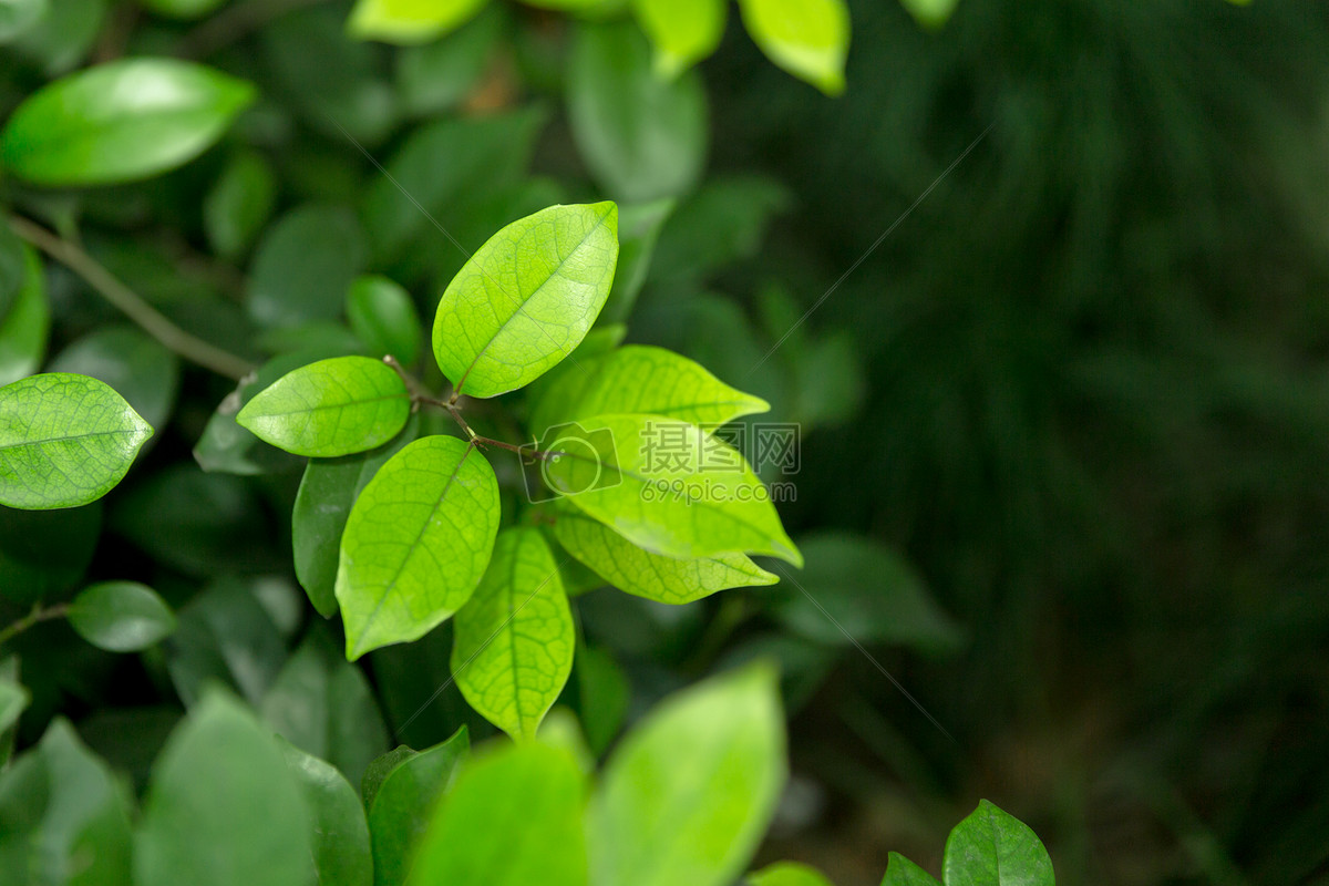 清新草木绿叶子留白背景