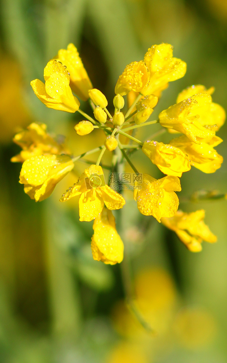 油菜花