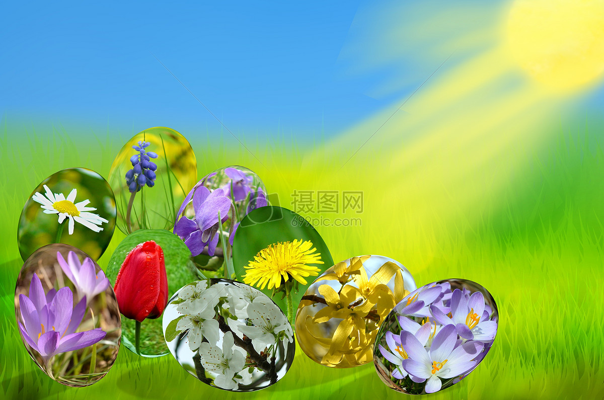 图片 照片 自然风景 草地上蛋型花草.