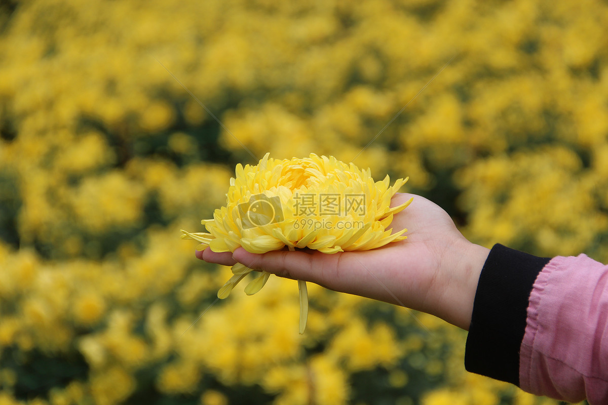 金丝皇菊