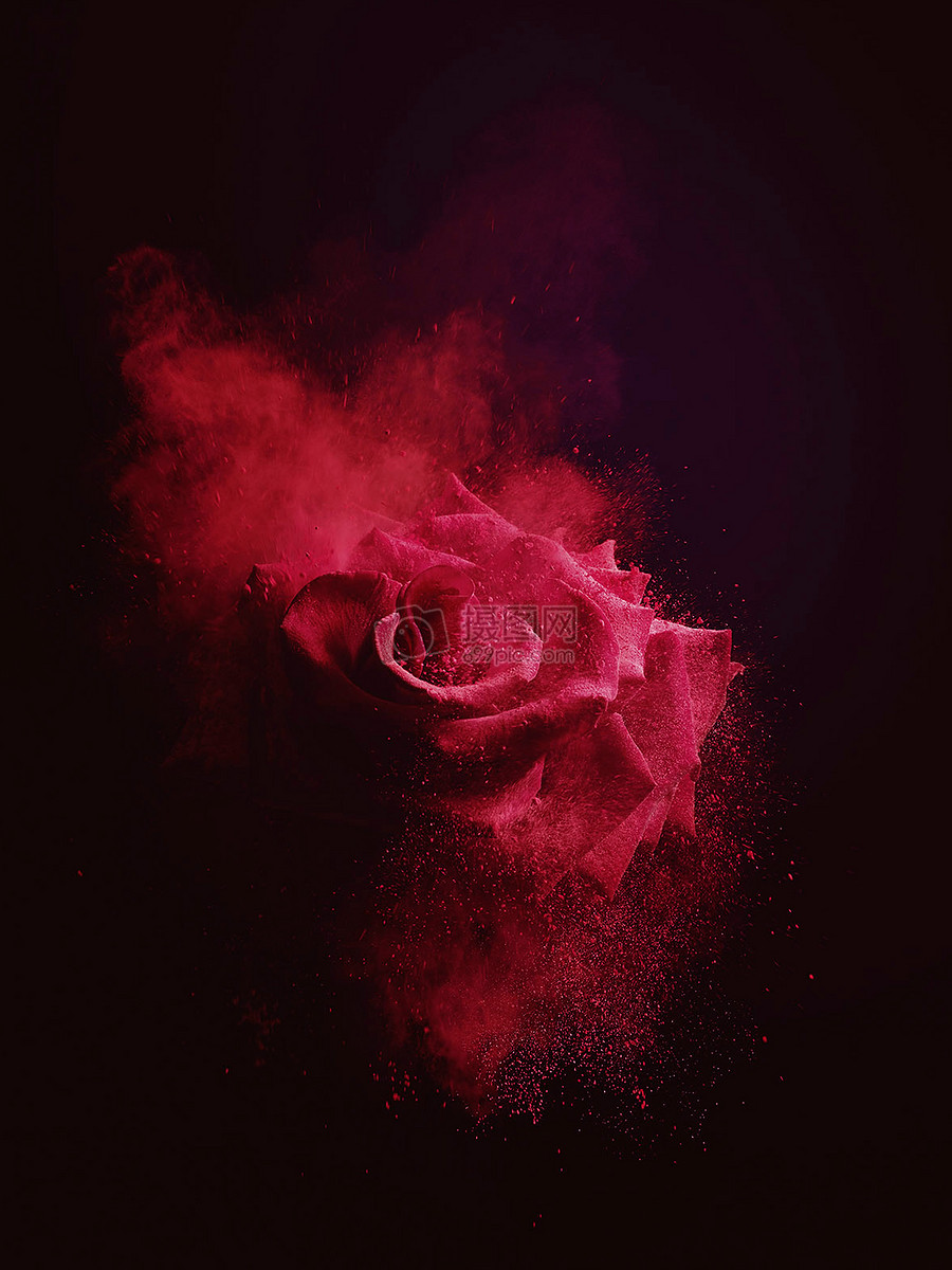 黑色背景下飘散的红玫瑰