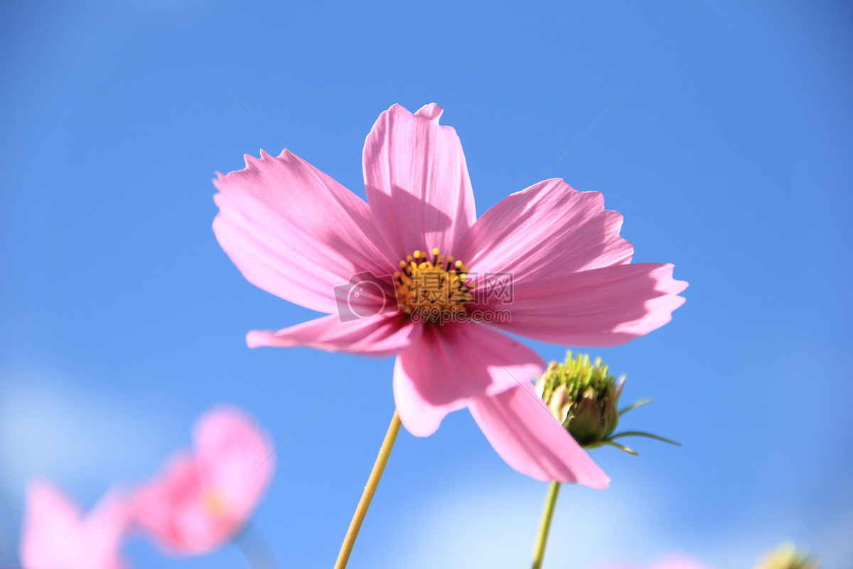 格桑花