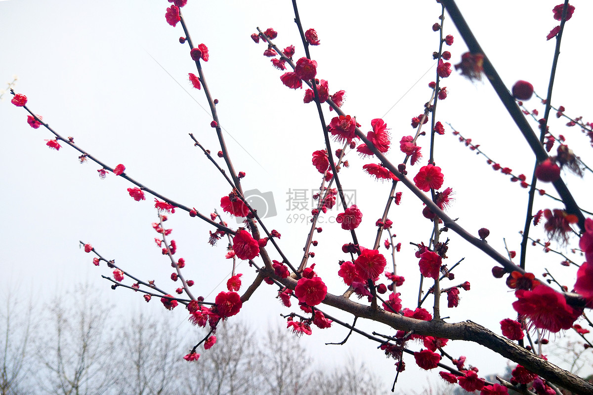 照片 自然风景 公园的梅花.