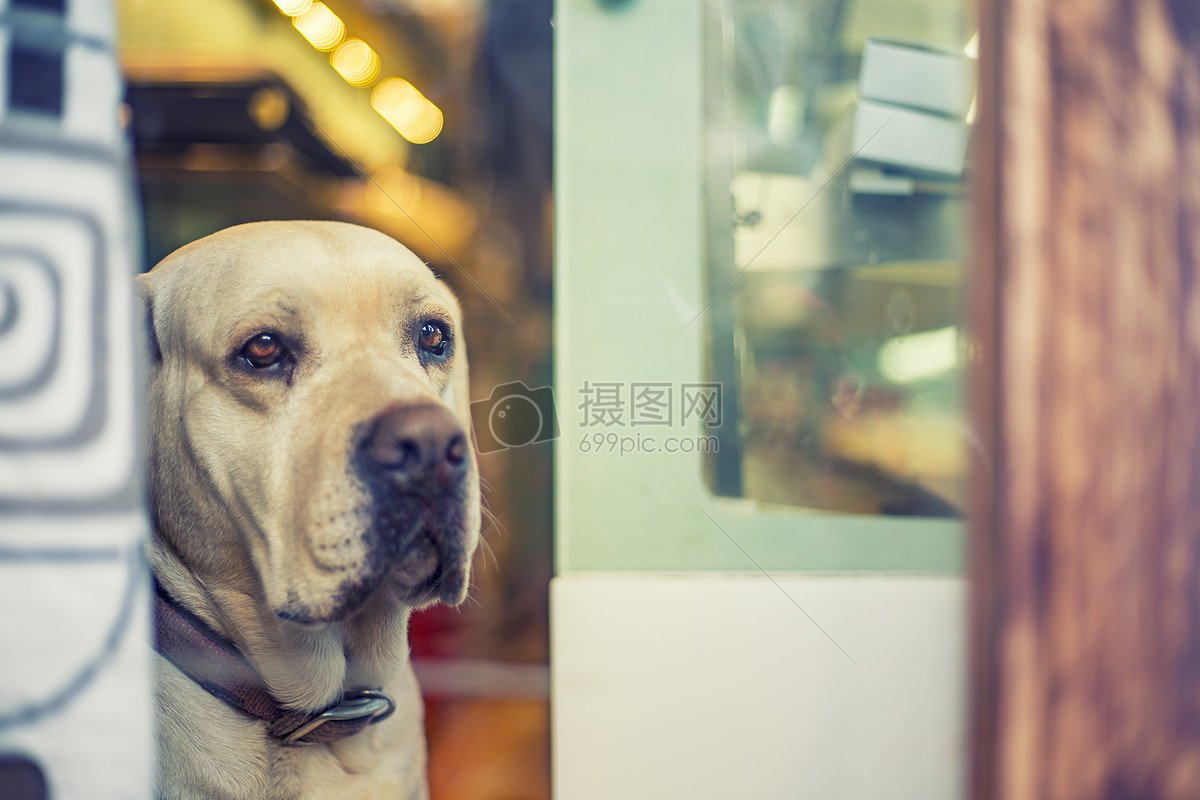 看门的金毛狗