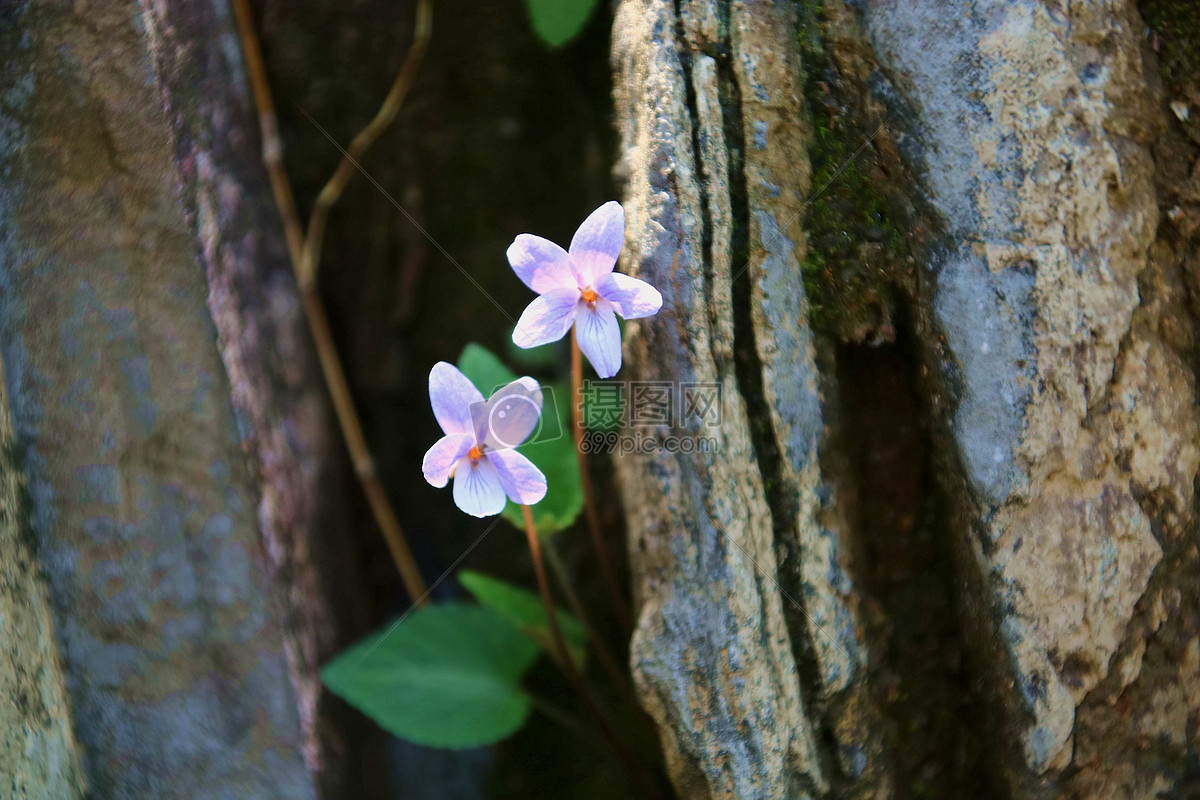 石缝里的小花