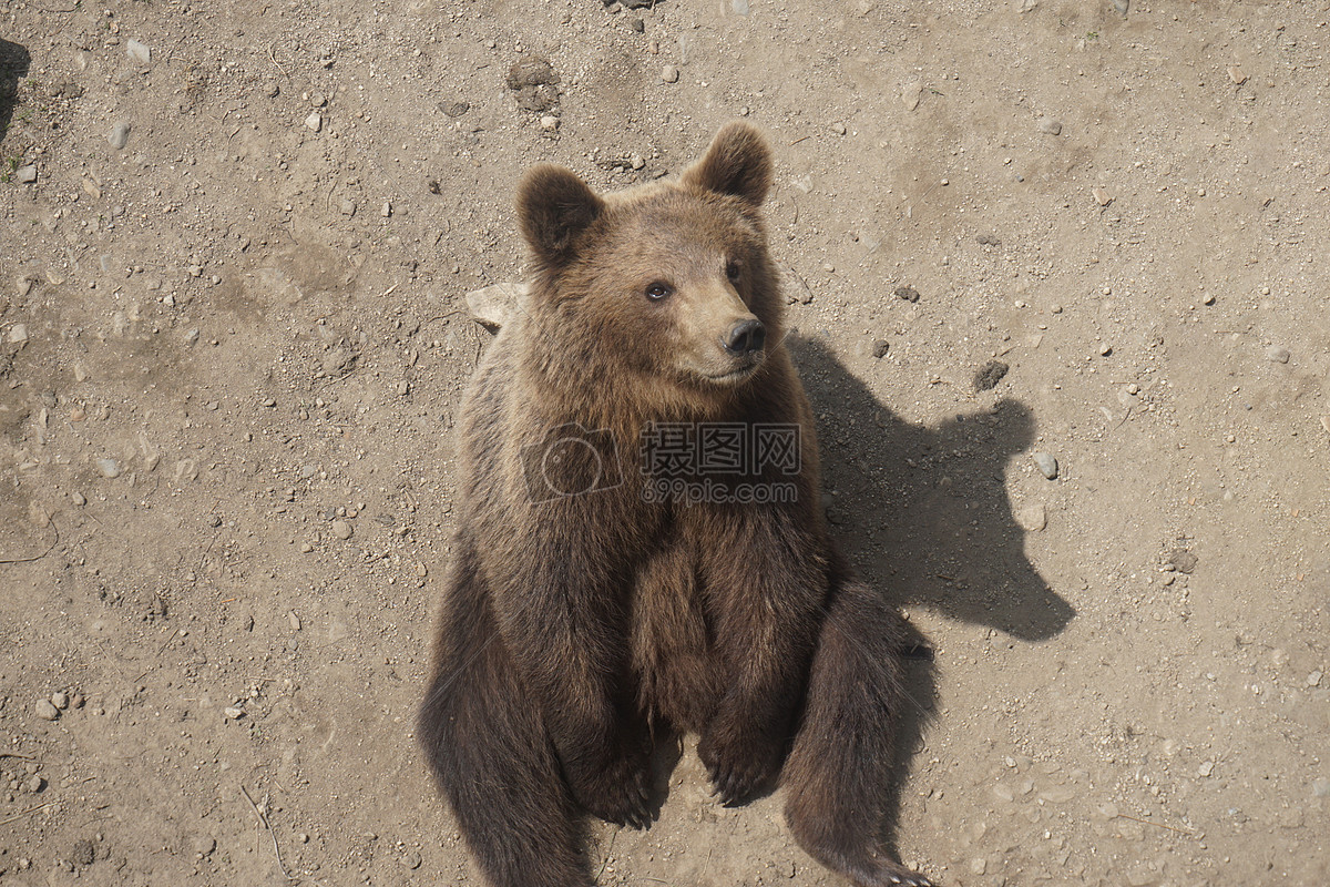 波利安娜读后感手抄报