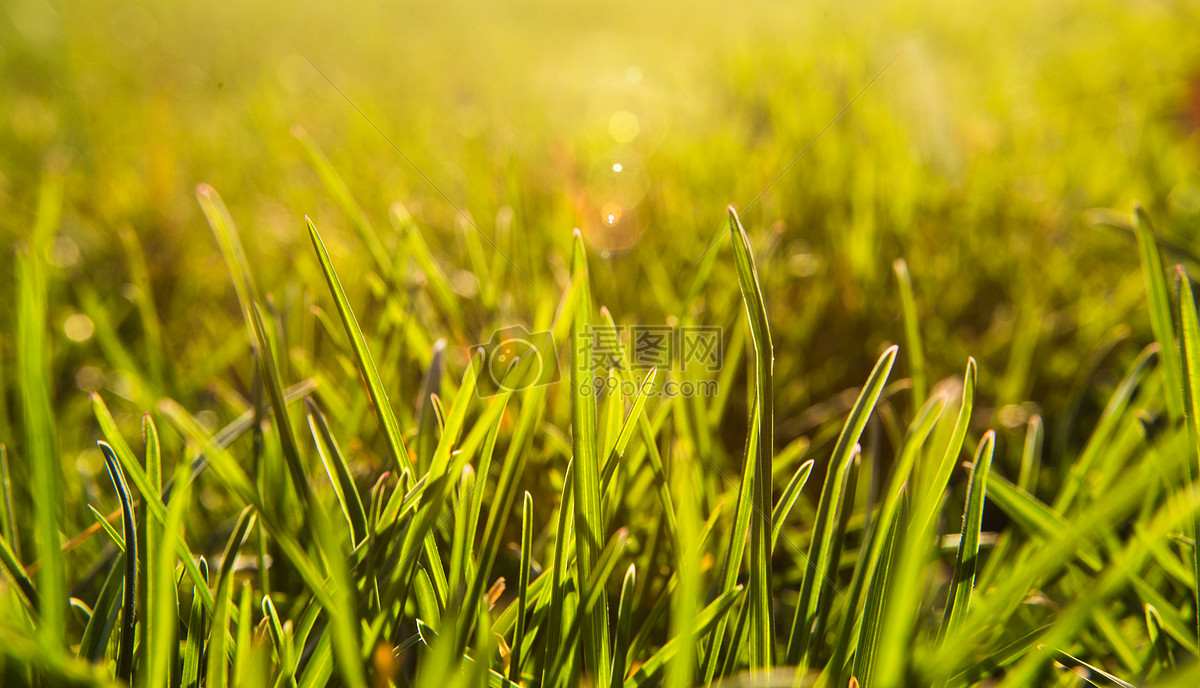 春天清晨的阳光 阳光下的草坪