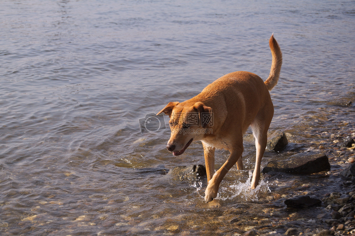 国外高清威玛猎犬宠物狗摄影图片欣赏