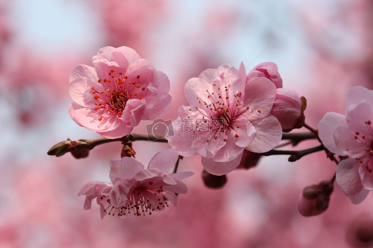 照片 自然风景 春天桃花盛开.