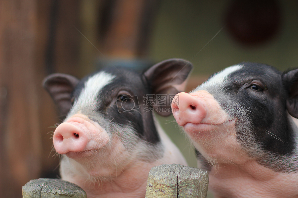 猪摄影素材-猪摄影模板-猪摄影图片免费下载-设图网