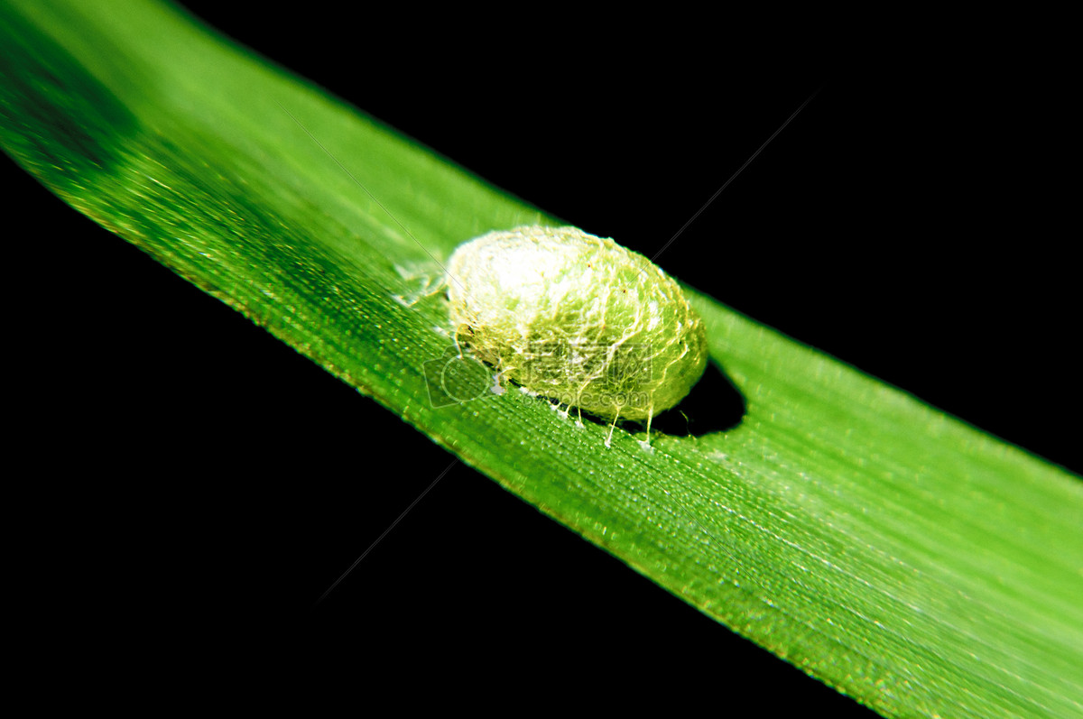 绿叶上的虫茧