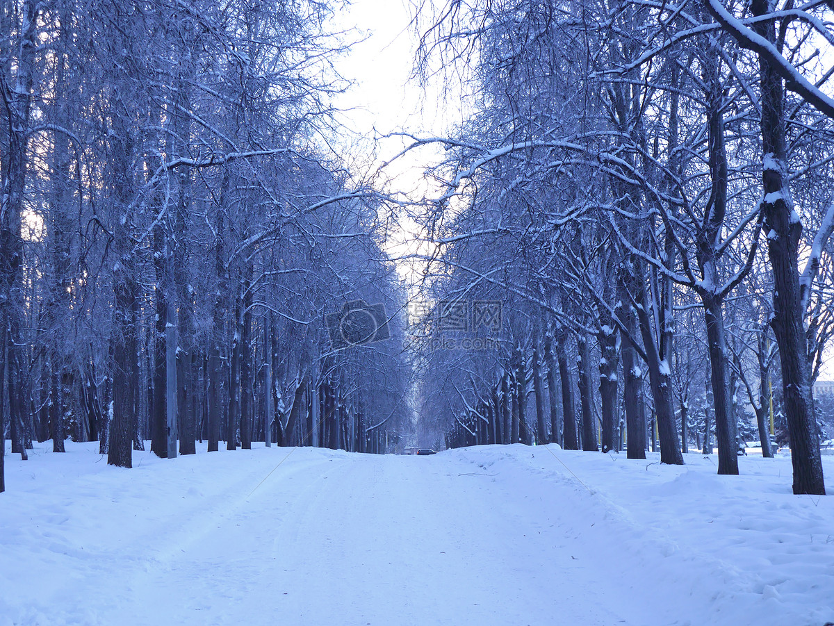 雪天树林里的路