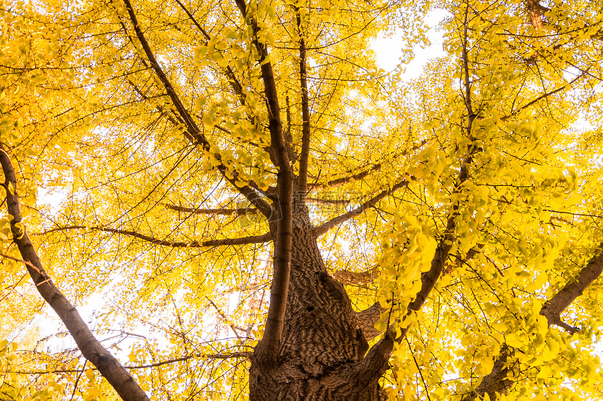 秋天的银杏树摄影图高清摄影大图-千库网