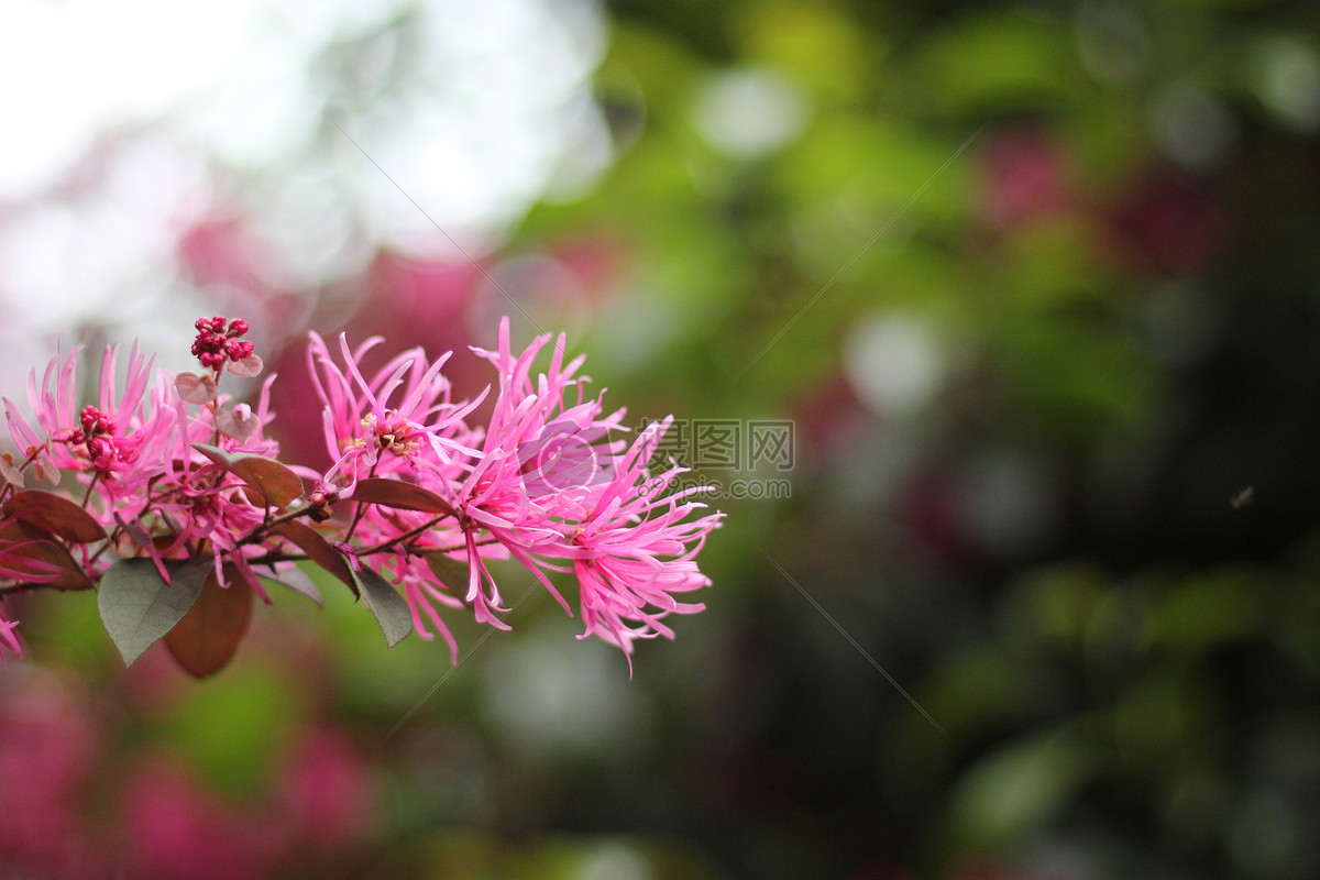 红花檵木
