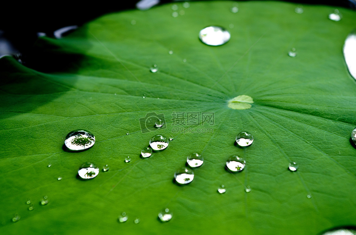 荷叶与水珠