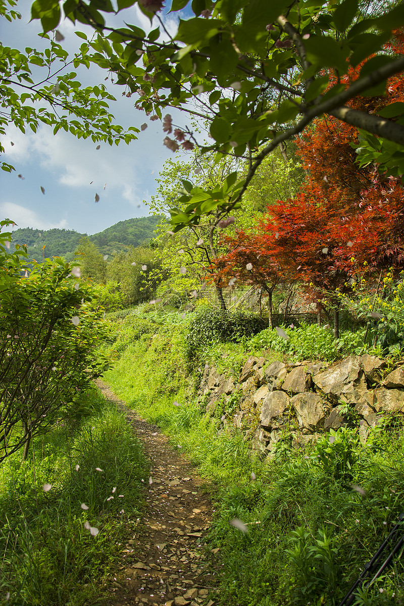 红枫山林树林唯美山景风景山野人家