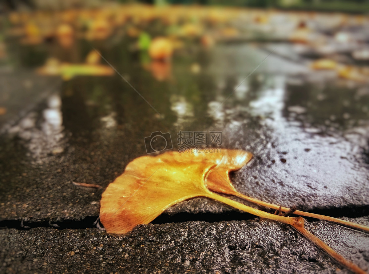 秋天雨后银杏落叶