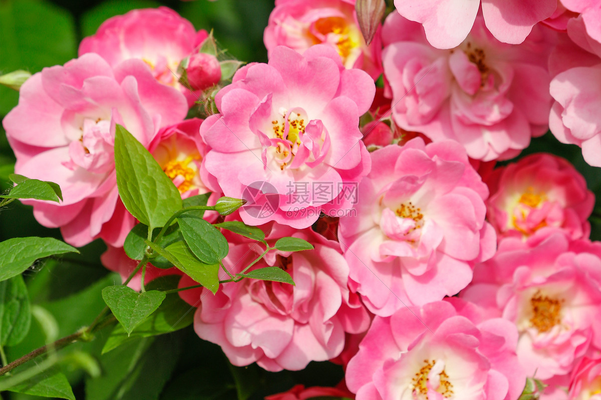 盛开的鲜艳花朵图片素材_免费下载_jpg图片格式_高清图片100285740_摄图网