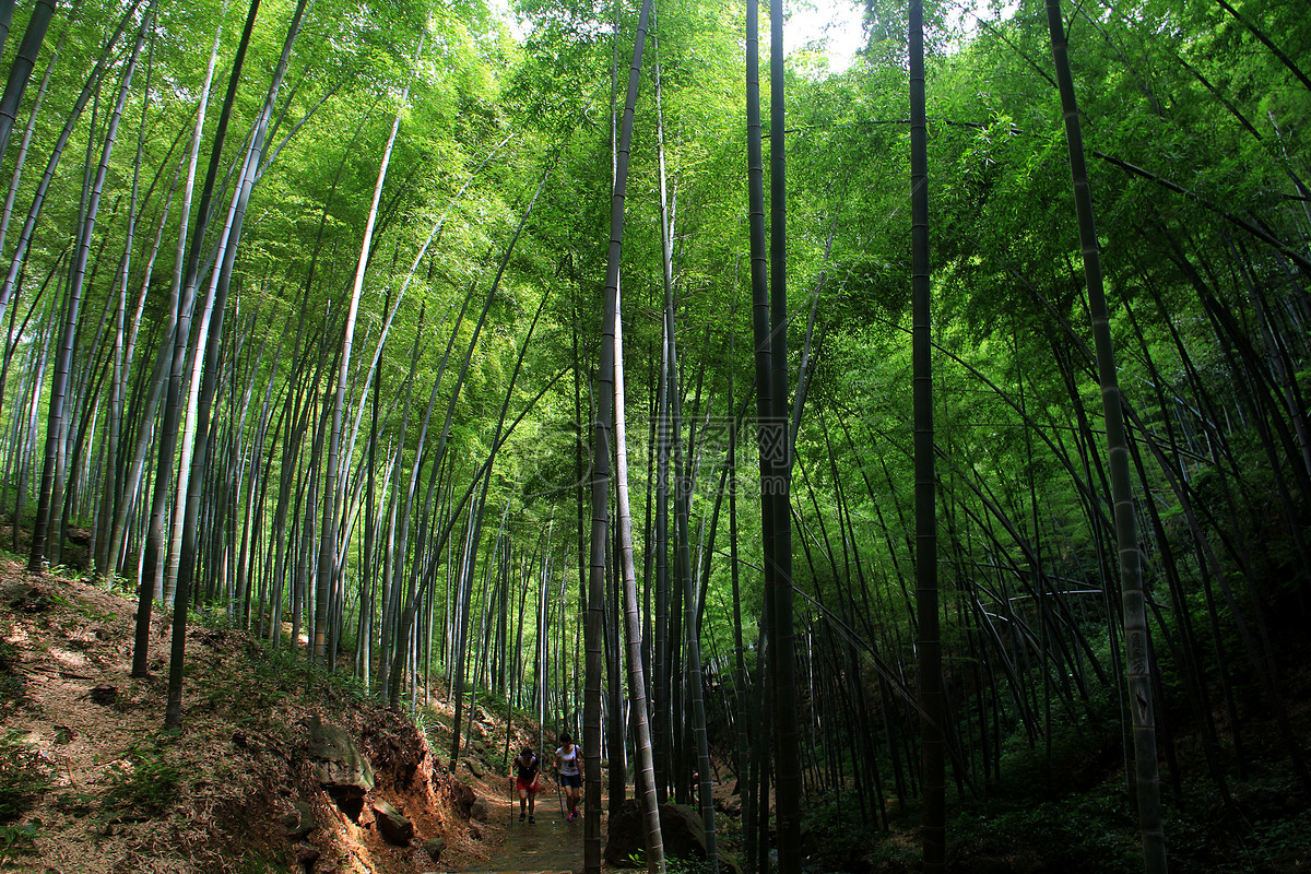 图片 照片 自然风景 竹林.