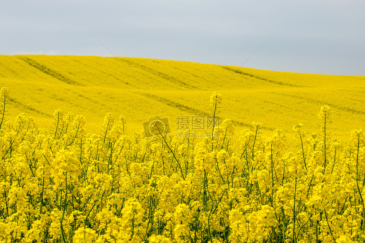 图片 照片 自然风景 金黄色的油菜花田.jpg