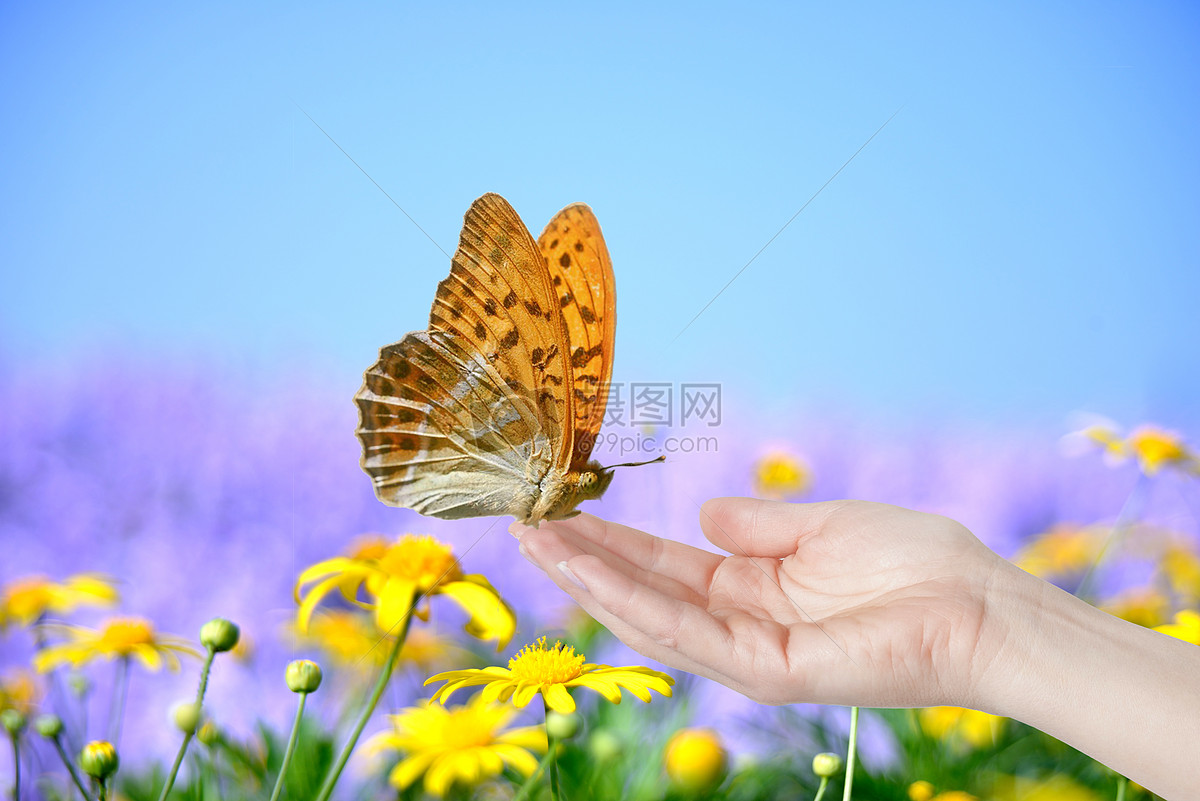 停在手中的蝴蝶