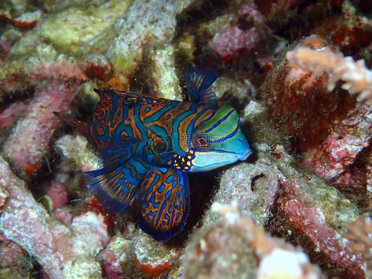 海洋生物珊瑚礁