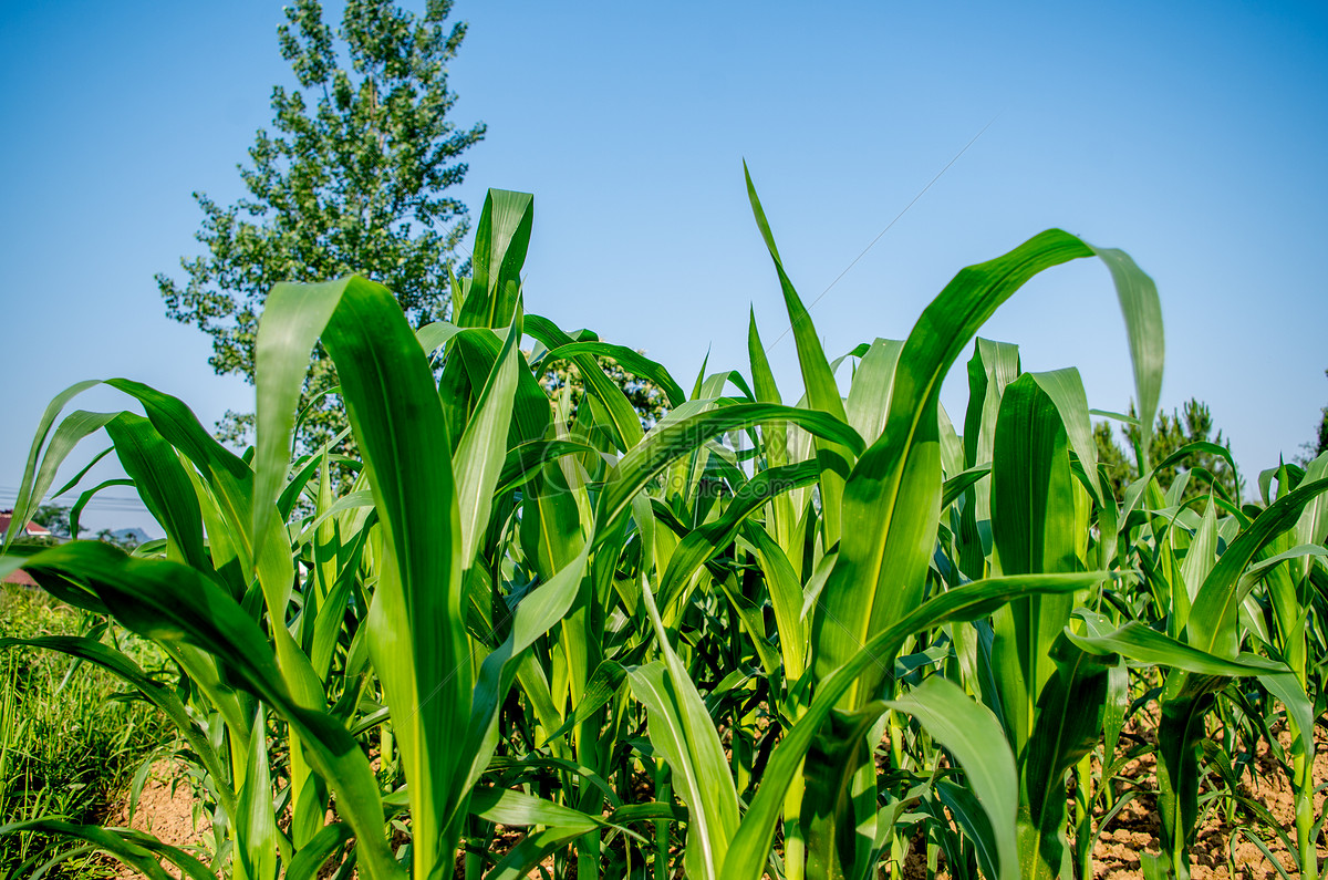 自然与天空-蓝色是一种暖色调图片素材_免费下
