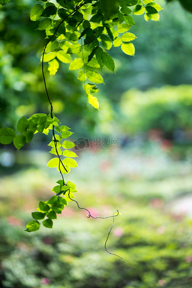 照片 自然风景 绿色植物花草树木.jpg