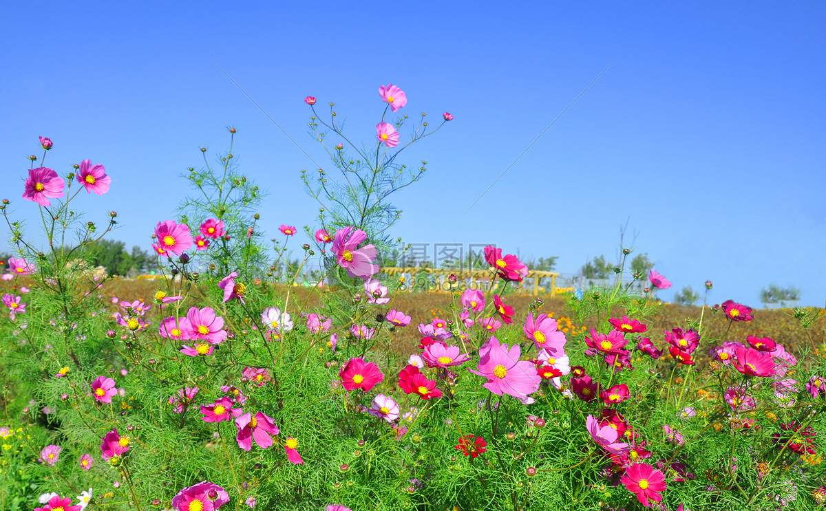 天空下的花朵