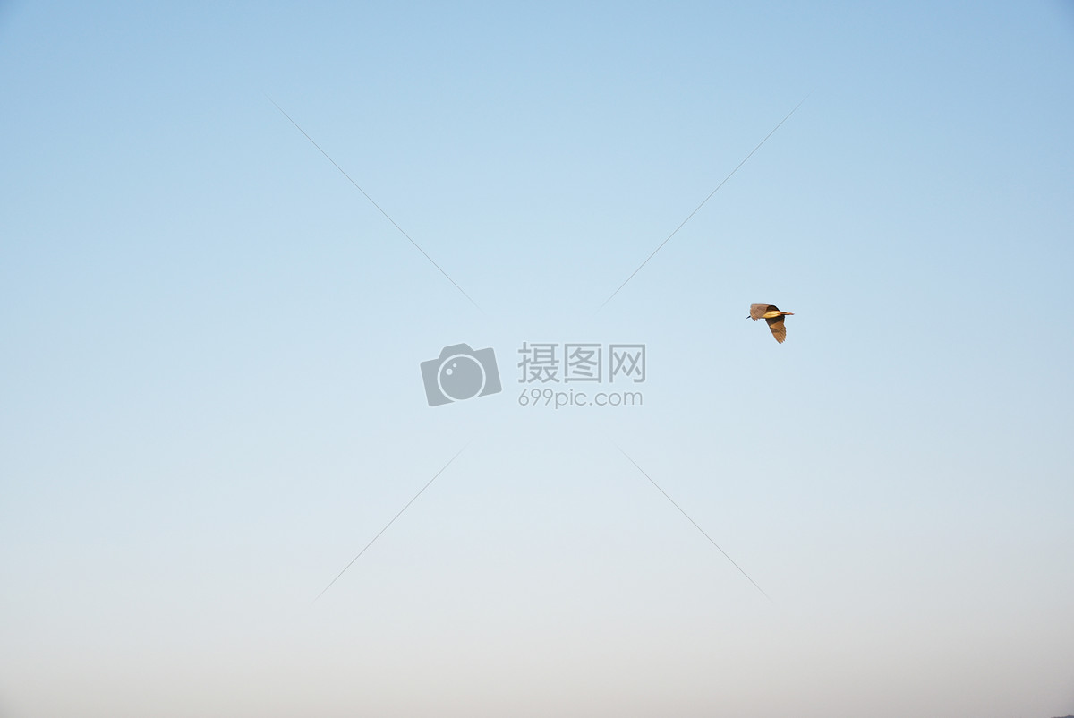 天空孤独的飞燕