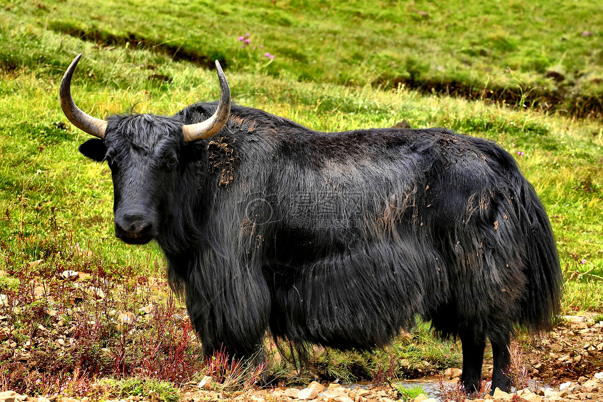 Free Images : vertebrate, horn, mammal, bovine, yak, bull, highland, ox ...