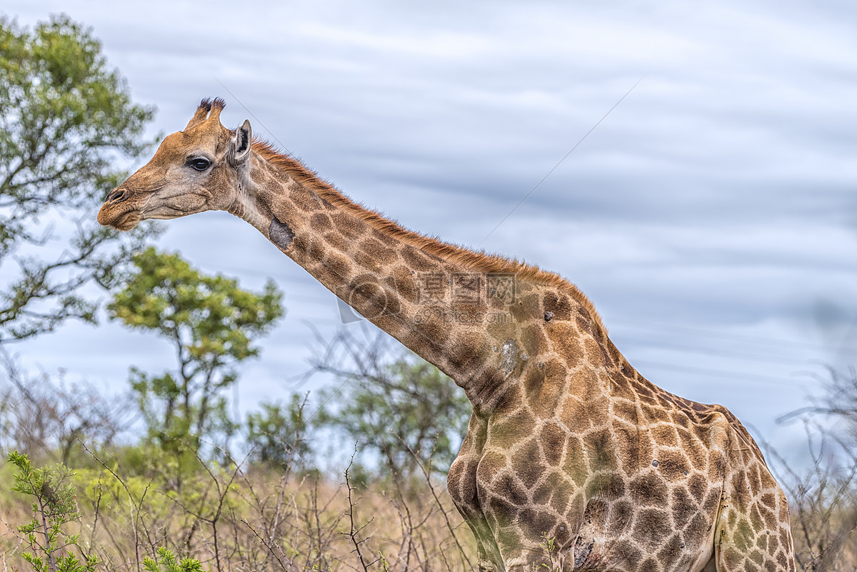 野生动物园里的长颈鹿动物近在咫尺风景名胜免费下载_jpg格式_4000像素_编号36364624-千图网