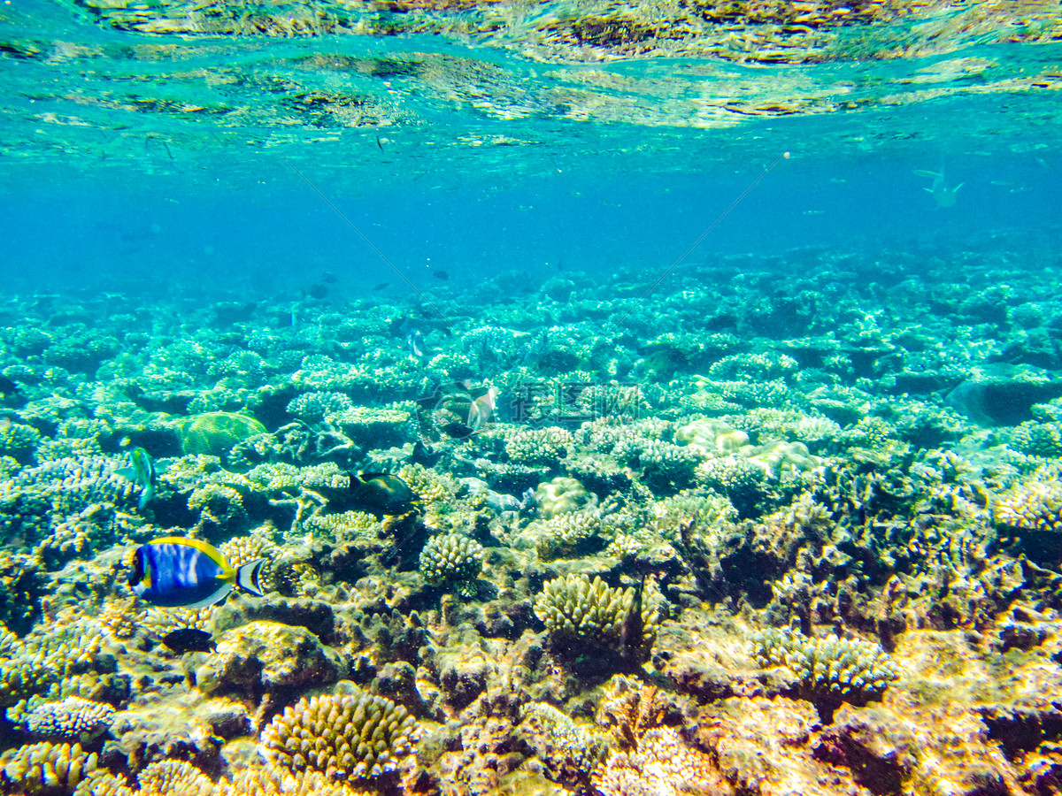 马尔代夫神仙珊瑚岛最全攻略 - 知乎