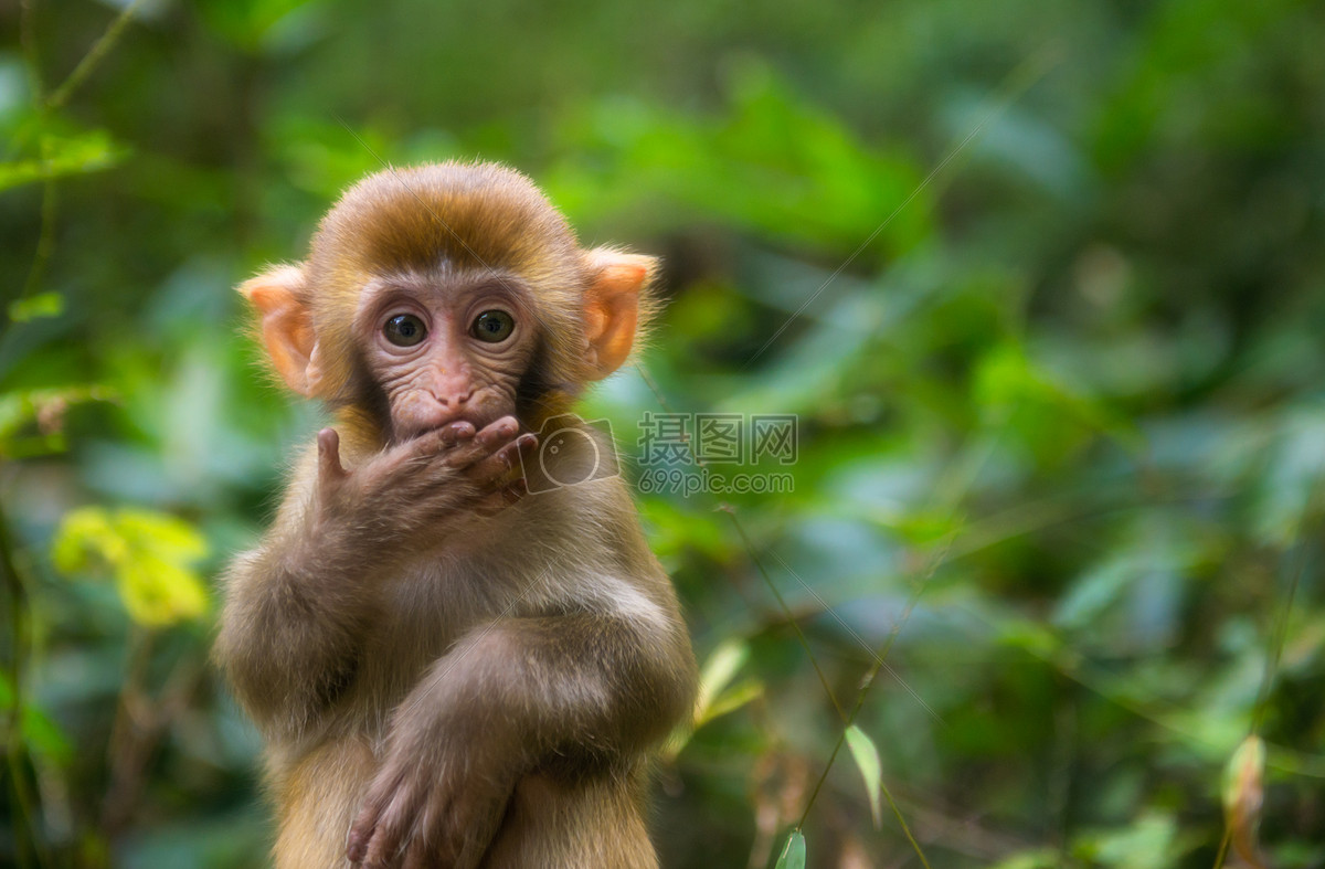 微笑的猴子摄影图__野生动物_生物世界_摄影图库_昵图网nipic.com