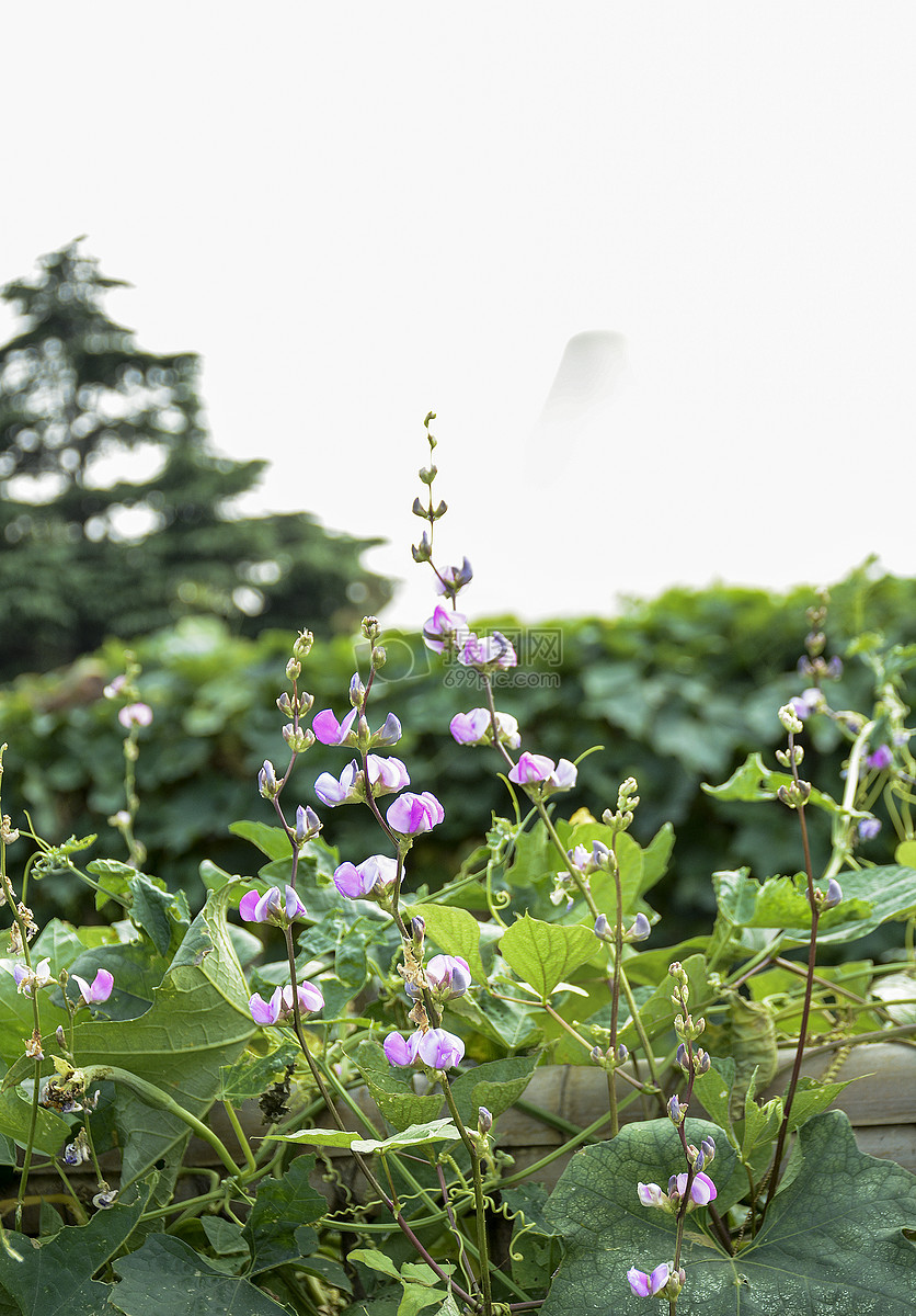 菜园里的豆芽花