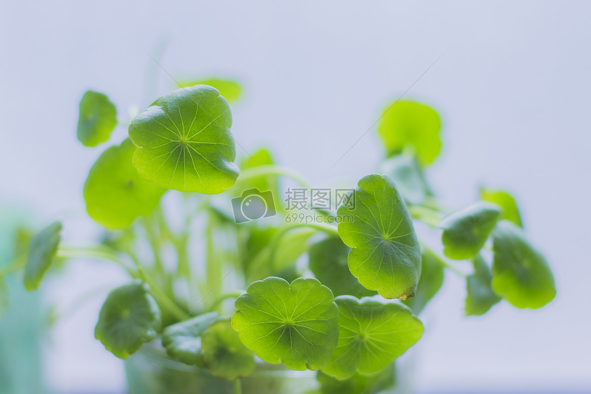 铜钱草图片素材_免费下载_jpg图片格式_vrf高清图片500425184_摄图网