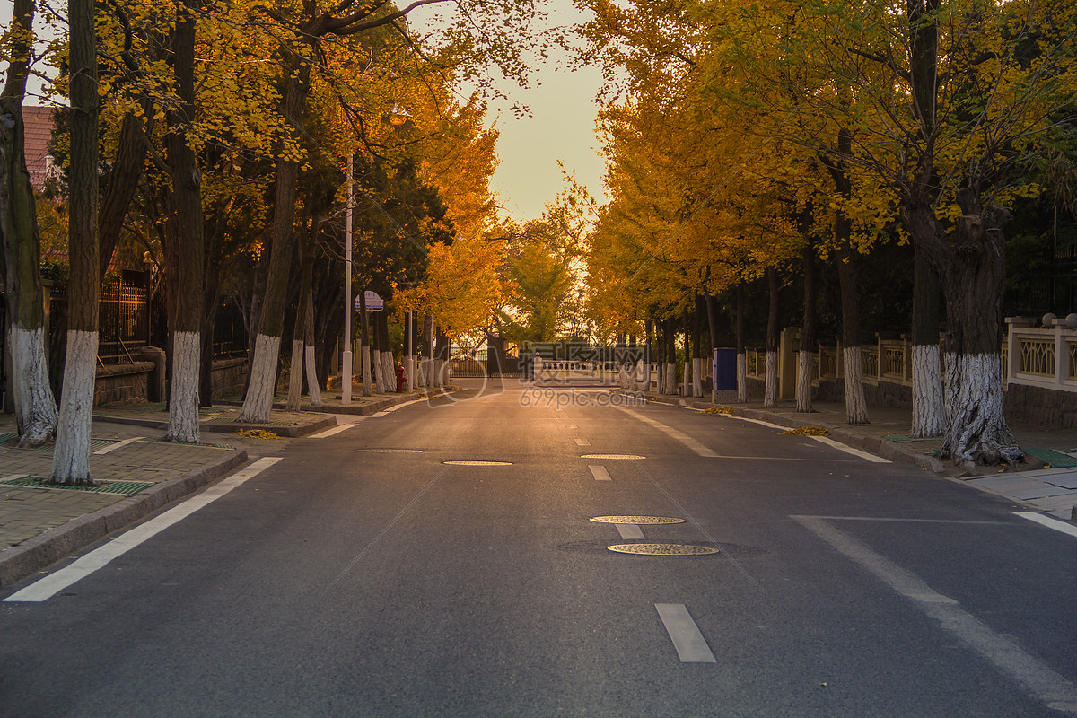 照片 自然风景 银杏树林立的马路.