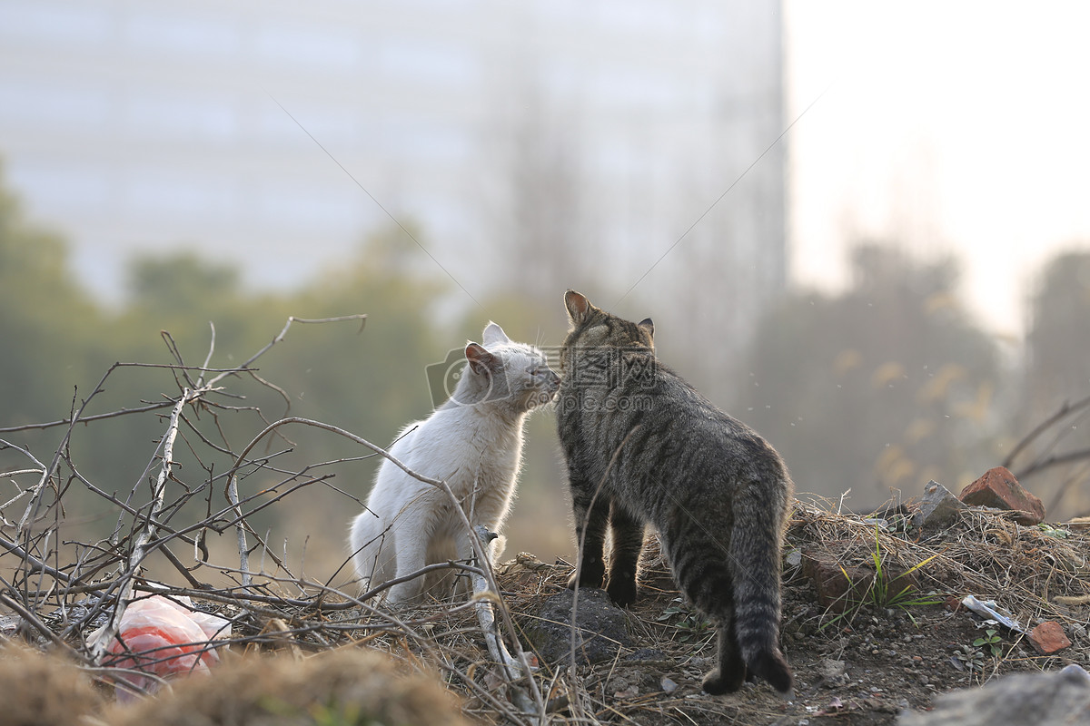流浪猫图片免费下载 版权申明:本网站所有vrf协议图片及素材均由本