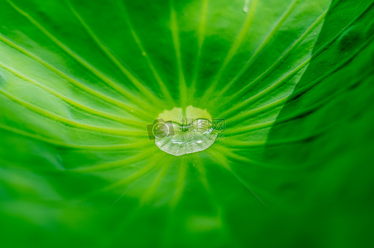 荷叶纹理与水珠