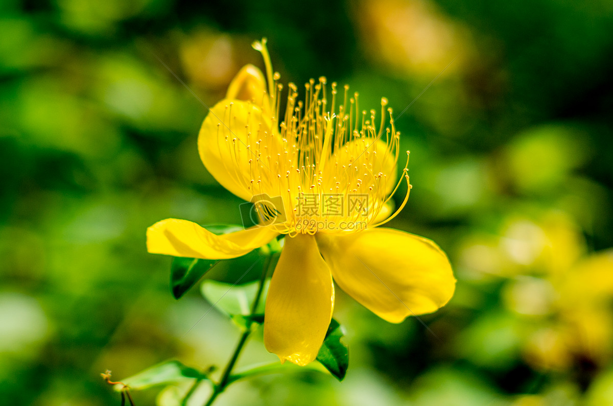 夏天-阳光下的花朵