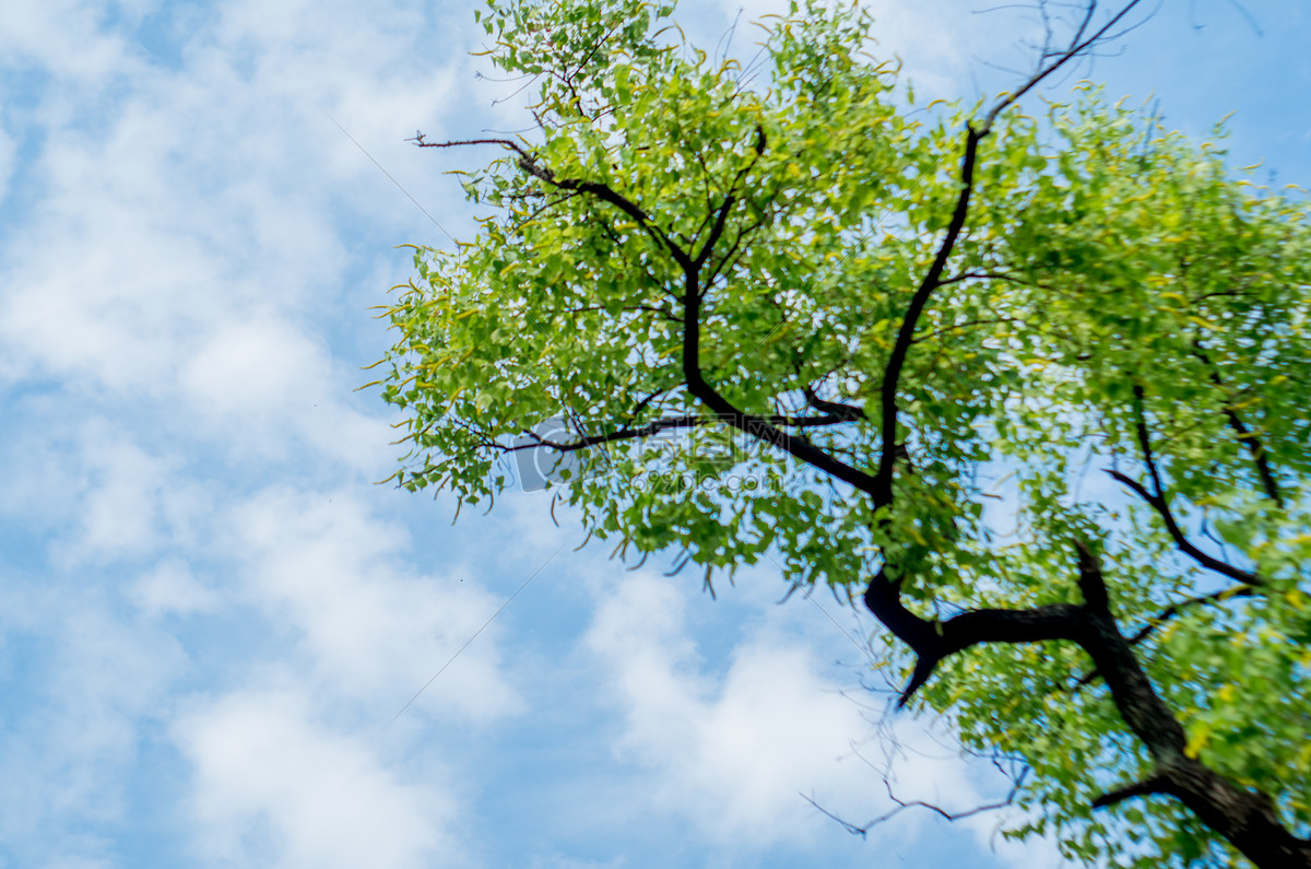 蓝天林下见松树 苏格兰胸针 库存图片. 图片 包括有 具球果, 室外, 横向, 蓝色, 被围绕的, 叶子 - 174567459