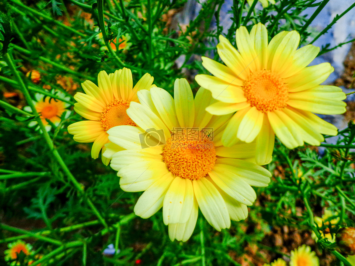 夏天盛开的花朵