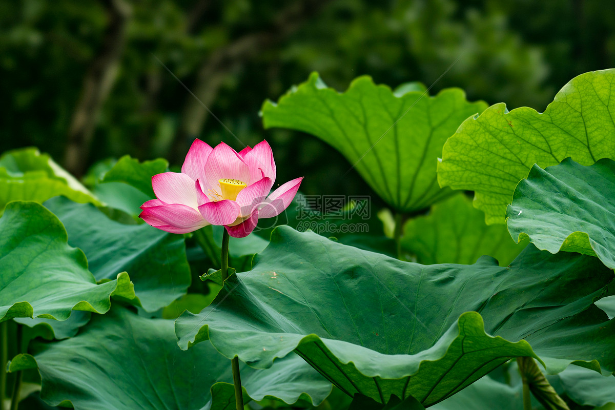 图片 照片 自然风景 沪杭雨中盛夏.