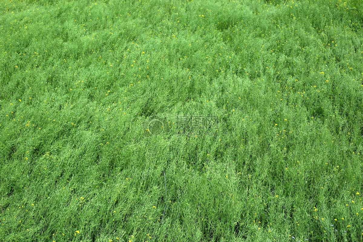 生机勃勃的绿色草地