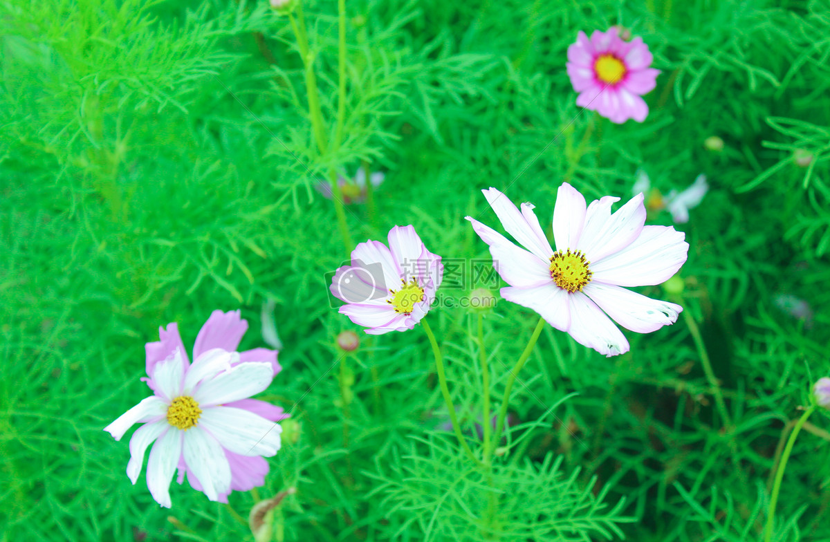 漂亮的花朵