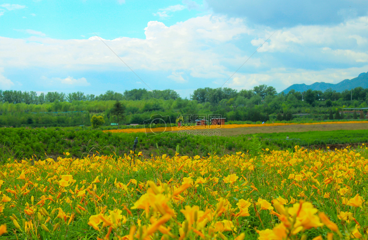 夏日里的漂亮花海