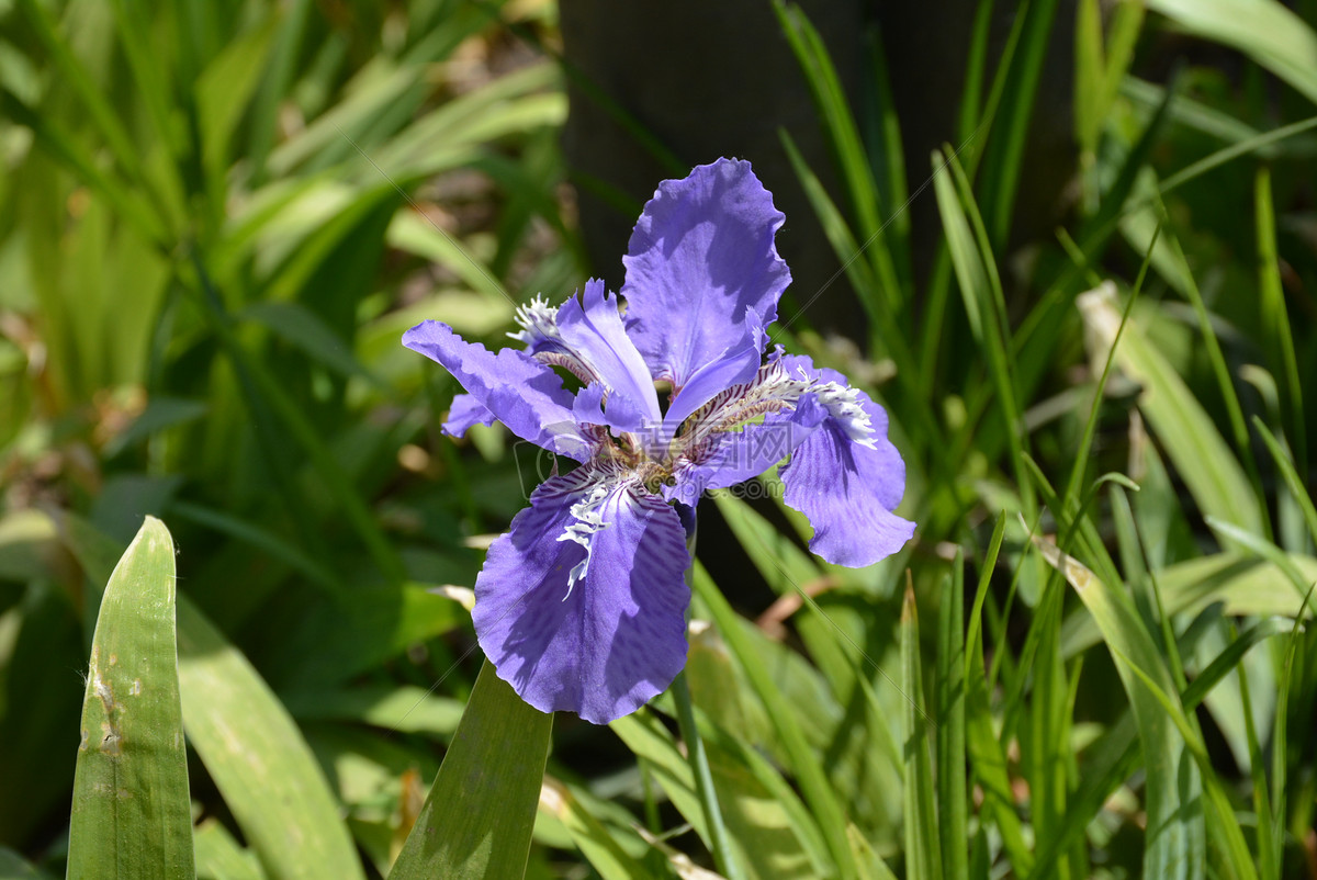 菖蒲花微距拍摄