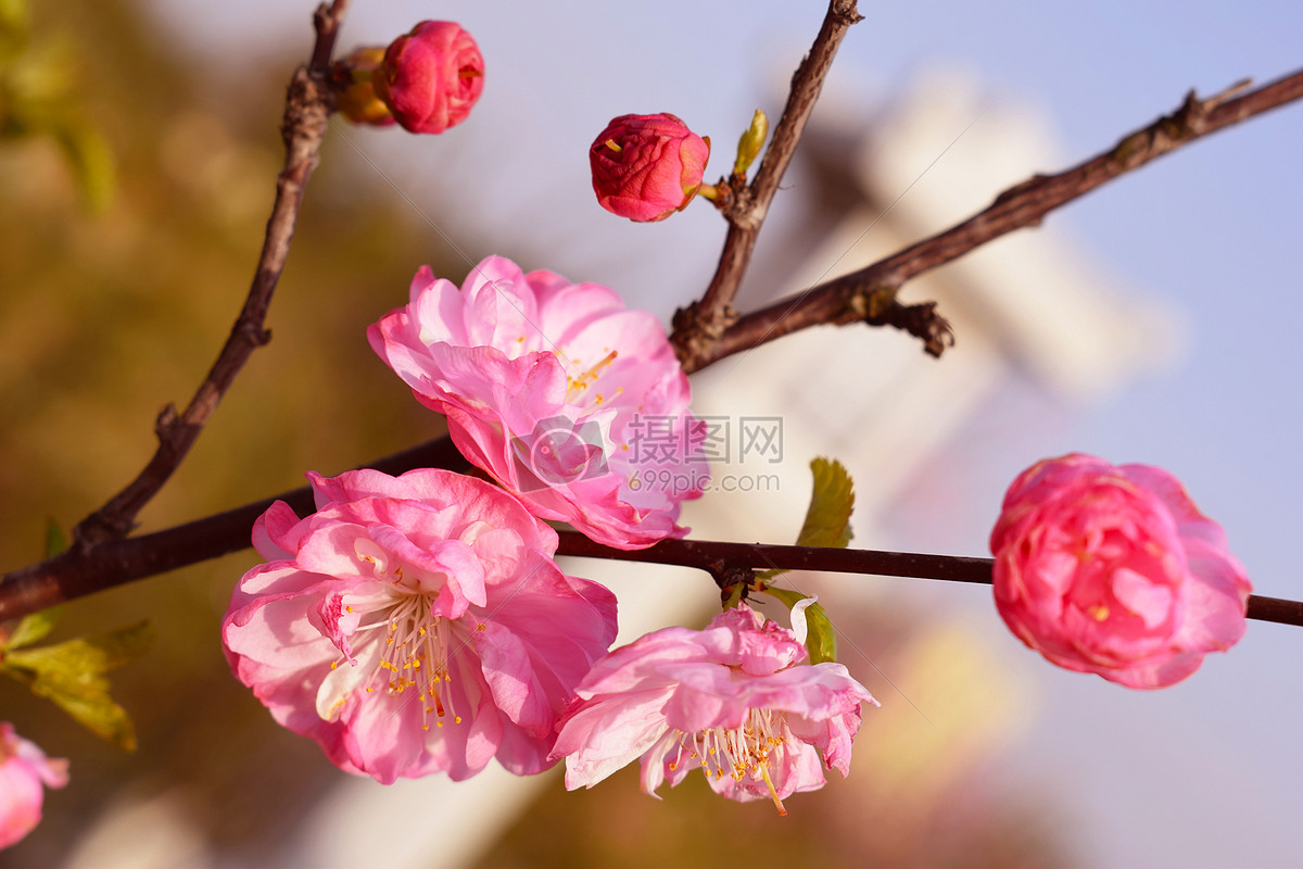 美丽的桃花图片素材_免费下载_jpg图片格式_vrf高清